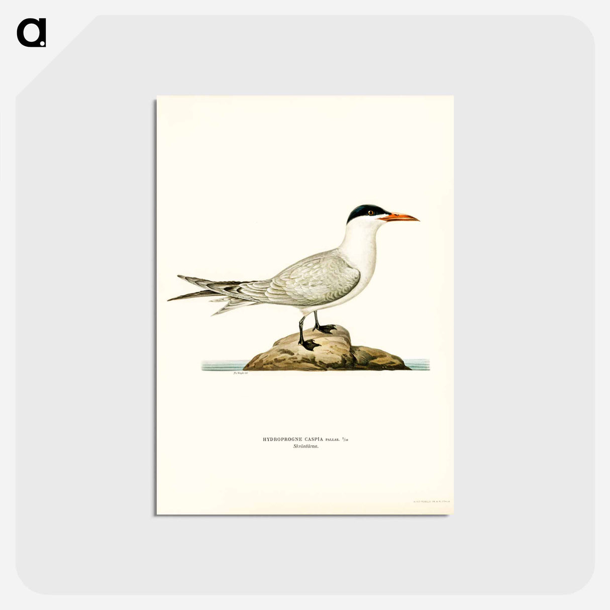 アートポストカード-Caspian Tern
- スヴェンスカ フォグラル Postcard.