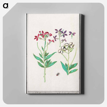 Wallflower, Erysimum cheiri - アンセルムス ボエティウス デ ブート Canvas.