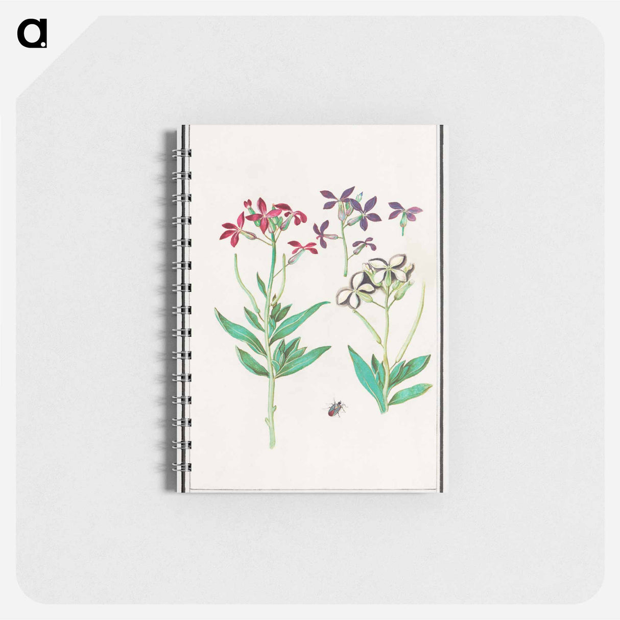 Wallflower, Erysimum cheiri - アンセルムス ボエティウス デ ブート Memo.