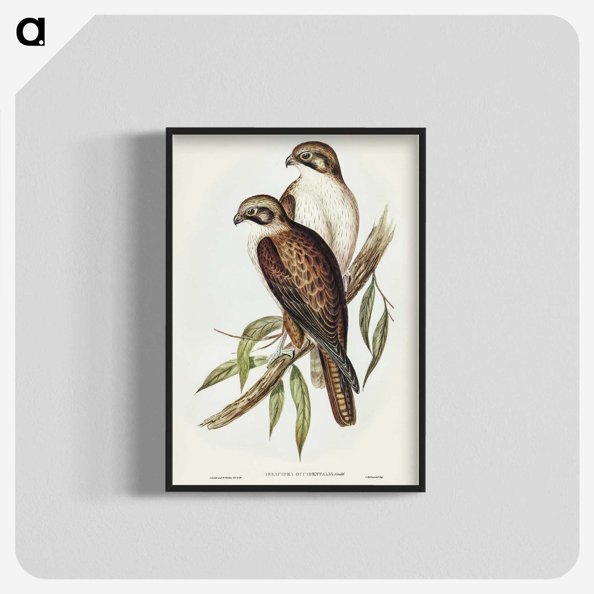 3-54_John-Gould_blk-crop