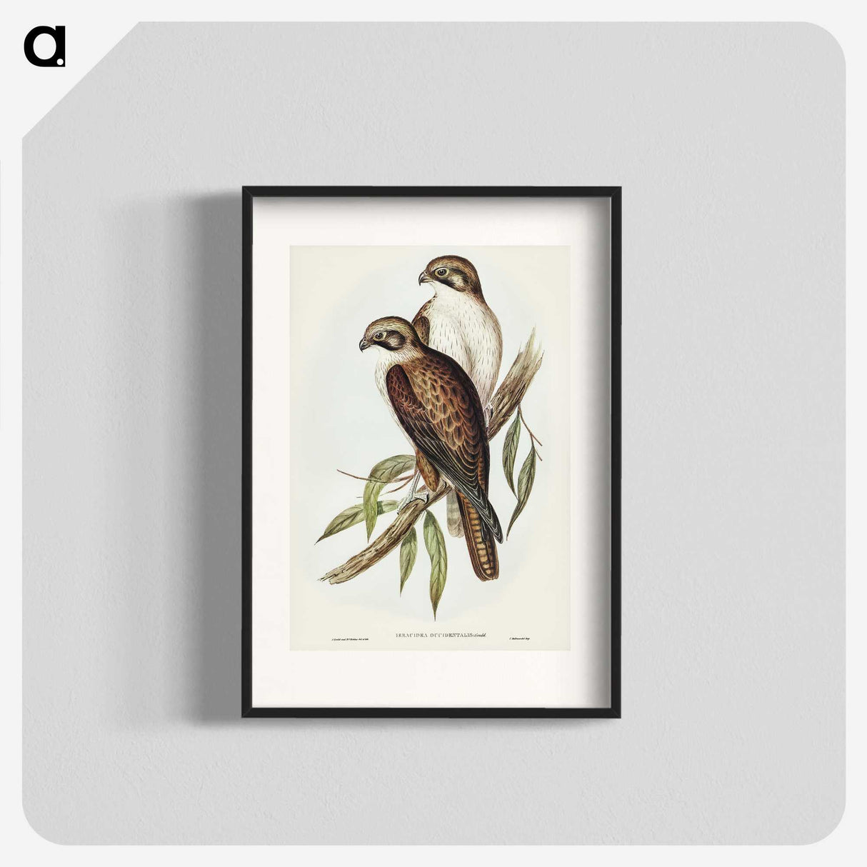 3-54_John-Gould_blk