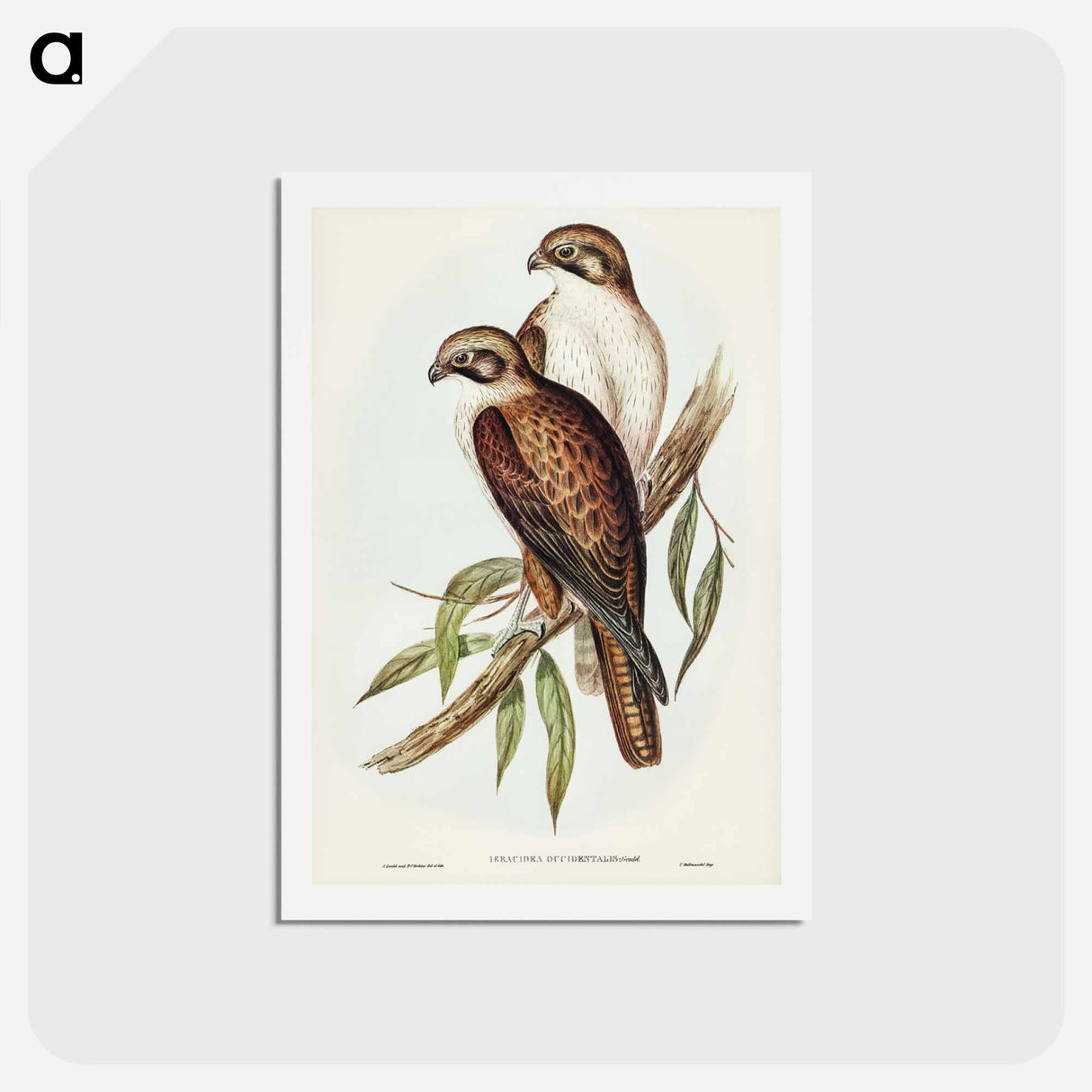 アートポストカード-Western Brown Hawk
- ジョン グールド Postcard.