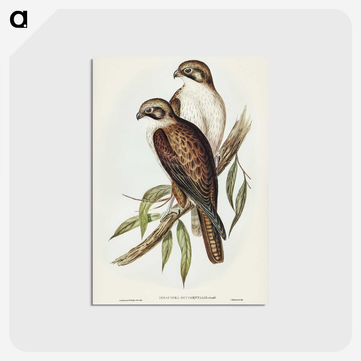 3-54_John-Gould_postcard