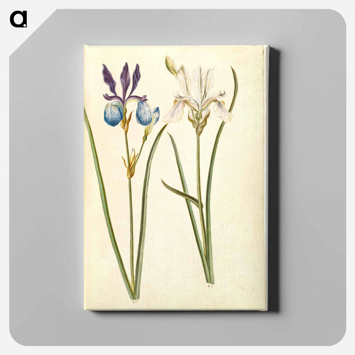 アートパネル-Iris sibirica
- マリア ジビーラ メーリアン Canvas.