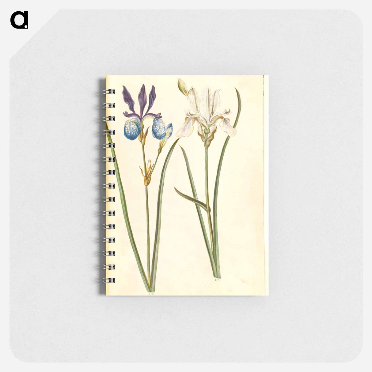 アートメモ帳-Iris sibirica
- マリア ジビーラ メーリアン Memo.