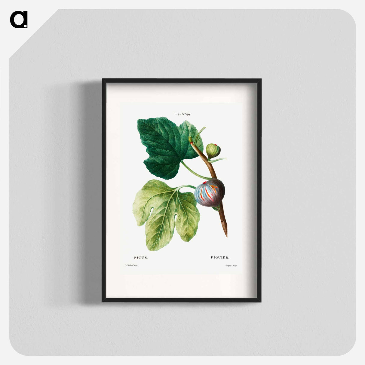 Figs (Ficus) - Pierre Joseph Redouté Poster.