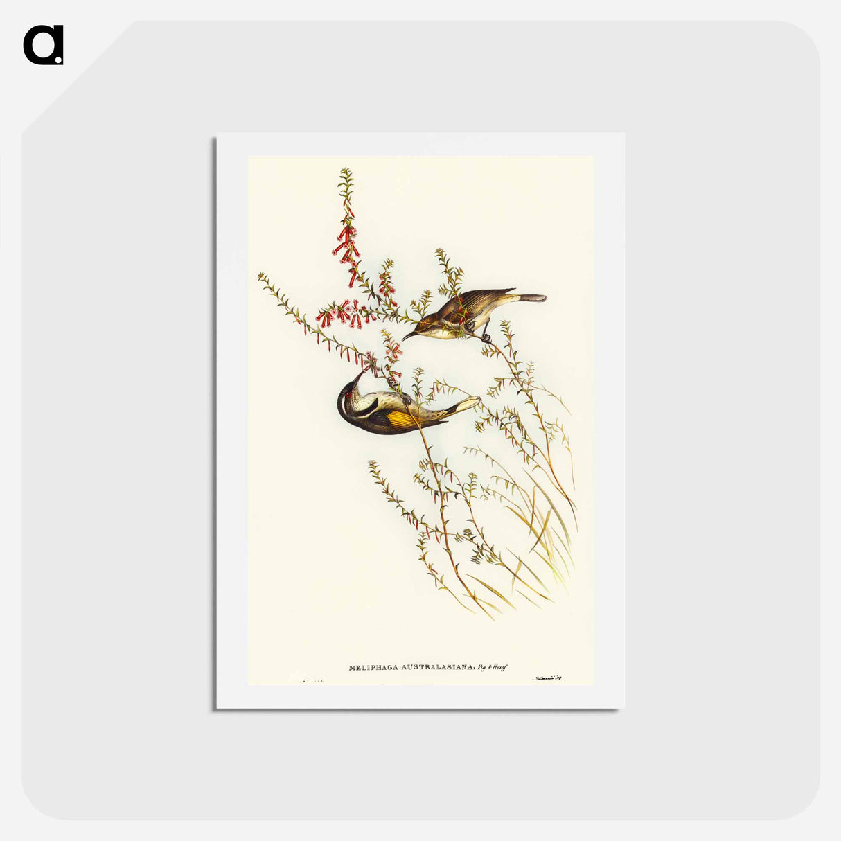 アートポストカード-Tasmanian Honey-eater
- オーストラリアの鳥 Postcard.