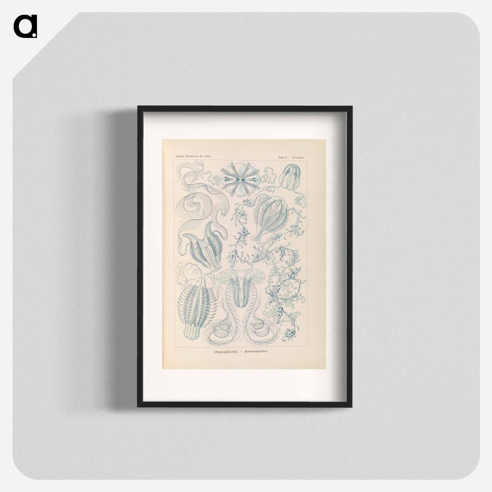 Marine life illustration - エルンスト ヘッケル Poster.