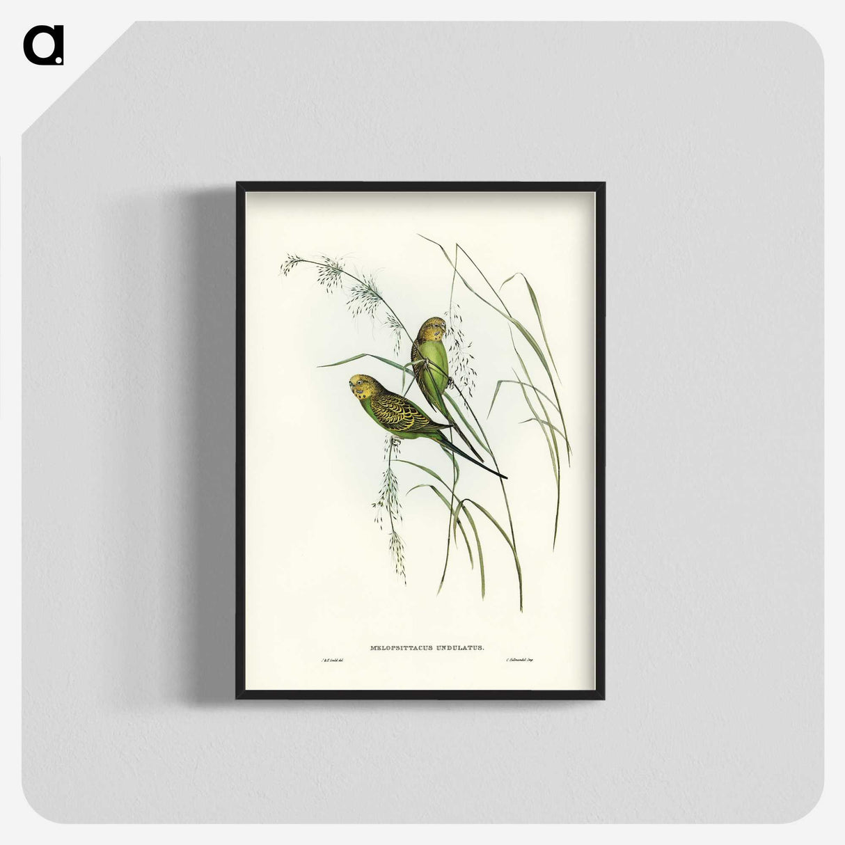 3-55_John-Gould_blk-crop