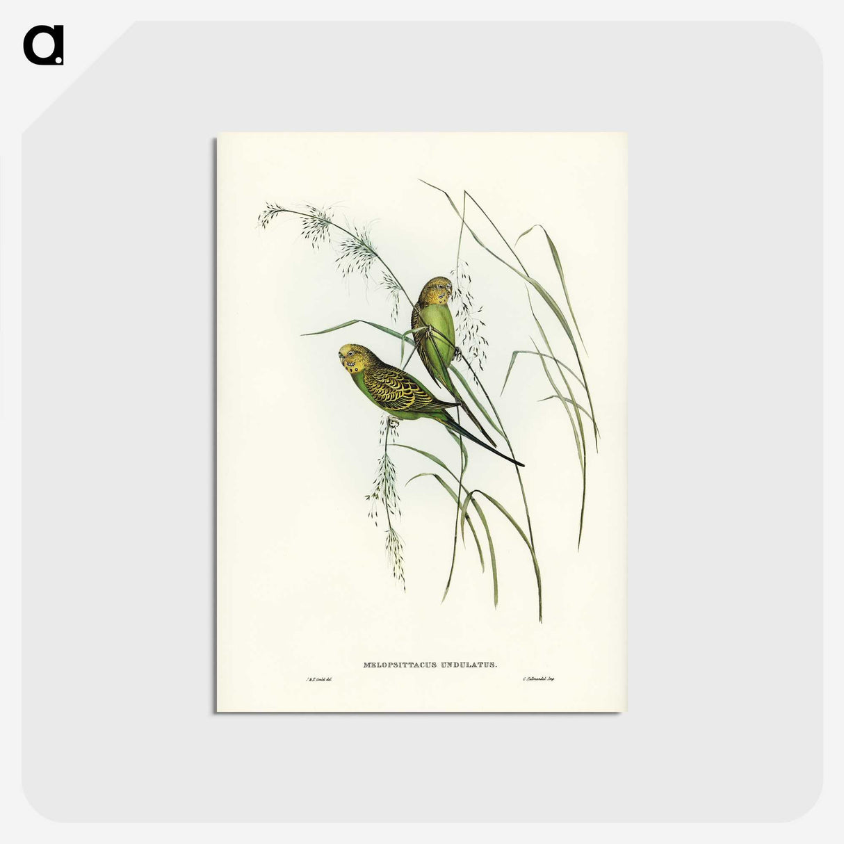 3-55_John-Gould_postcard