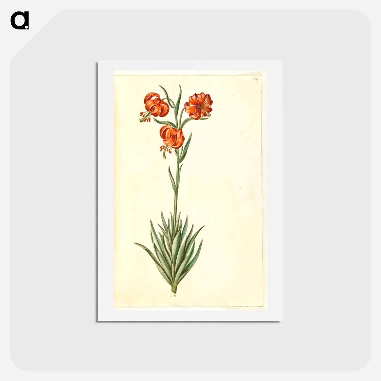アートポストカード-Lilium Pomponium
- マリア ジビーラ メーリアン Postcard.