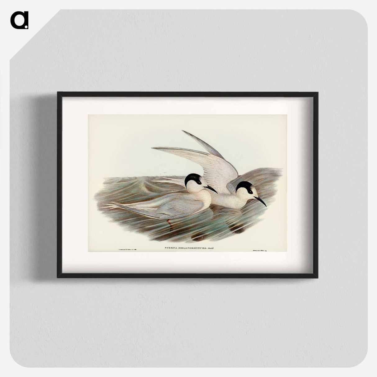 アートポスター-Black-billed Tern
- オーストラリアの鳥 Poster.