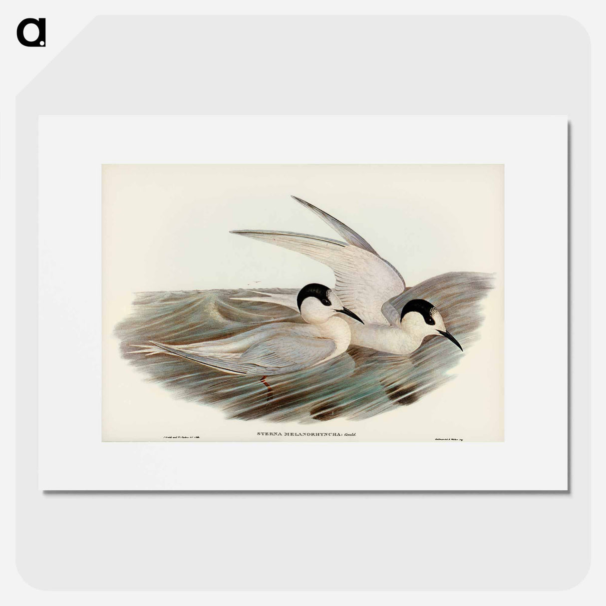 アートポスター-Black-billed Tern
- オーストラリアの鳥 Poster.