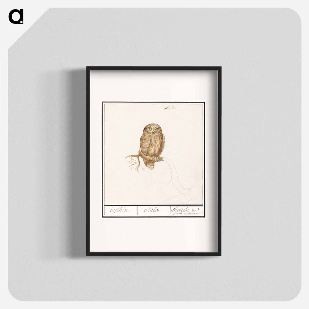 Eurasian Pygmy Owl - アンセルムス ボエティウス デ ブート Poster.