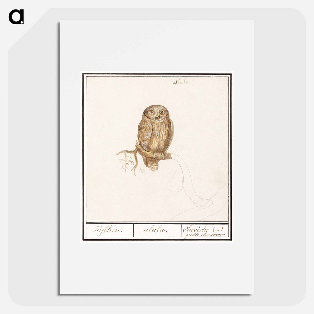 Eurasian Pygmy Owl - アンセルムス ボエティウス デ ブート Poster.