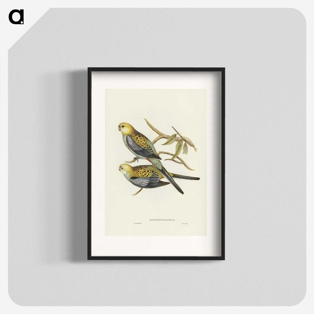 3-56_John-Gould_blk