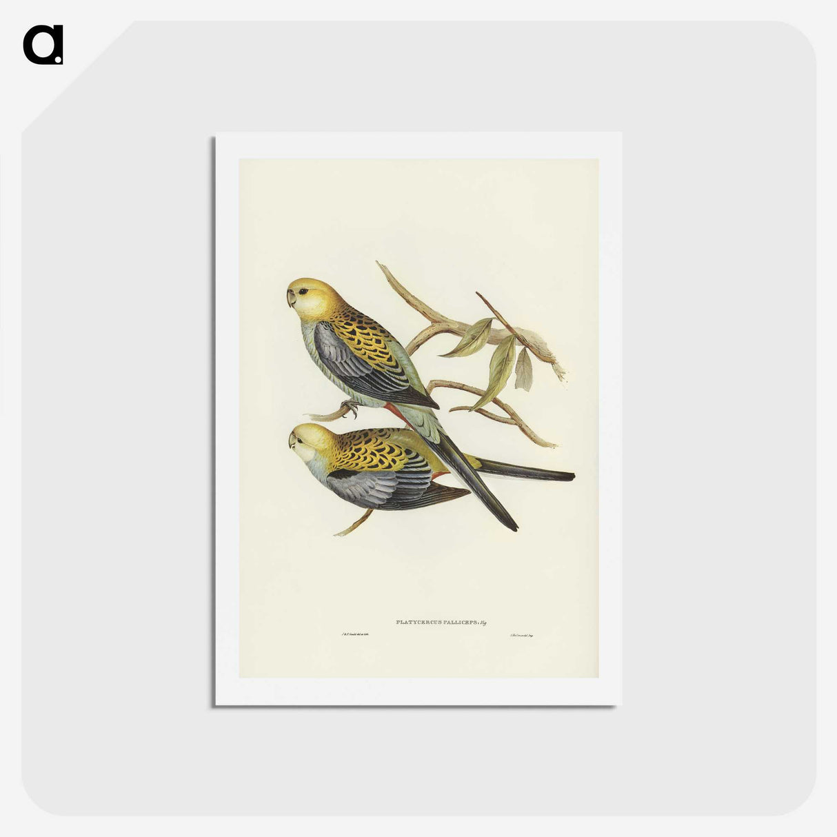3-56_John-Gould_hagaki