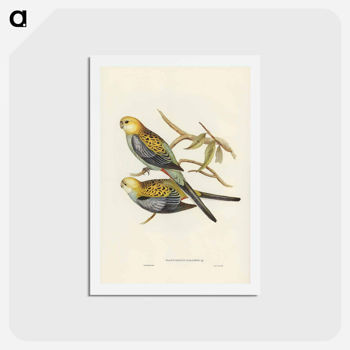 アートポストカード-Pale-headed Parakeet
- ジョン グールド Postcard.