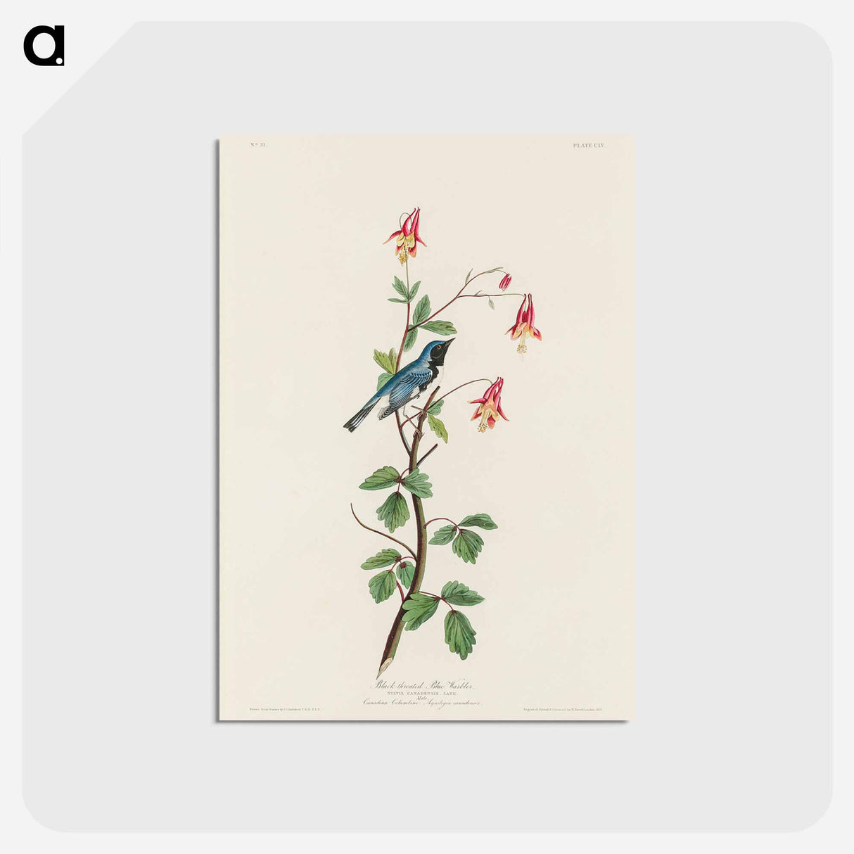 Black-throated Blue Warbler
- ジョン ジェームス オーデュボン Postcard.