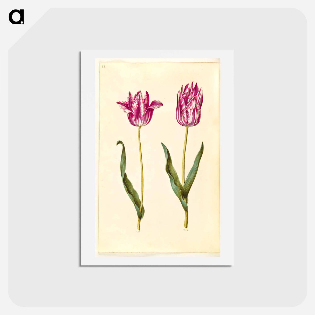 アートポストカード-Tulipa gesneriana
- マリア ジビーラ メーリアン Postcard.