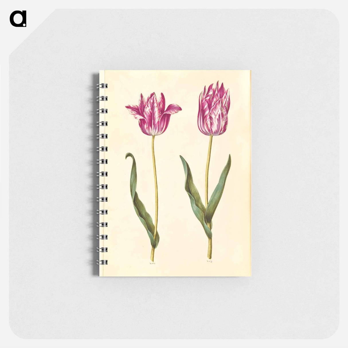 アートメモ帳-Tulipa gesneriana
- マリア ジビーラ メーリアン Memo.