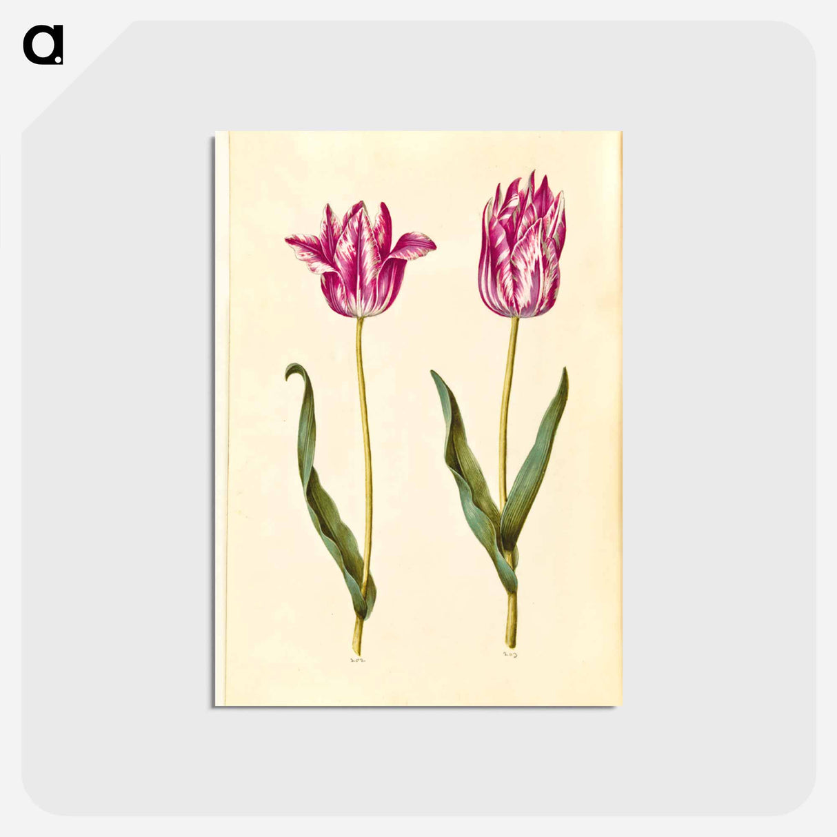 アートポストカード-Tulipa gesneriana
- マリア ジビーラ メーリアン Postcard.