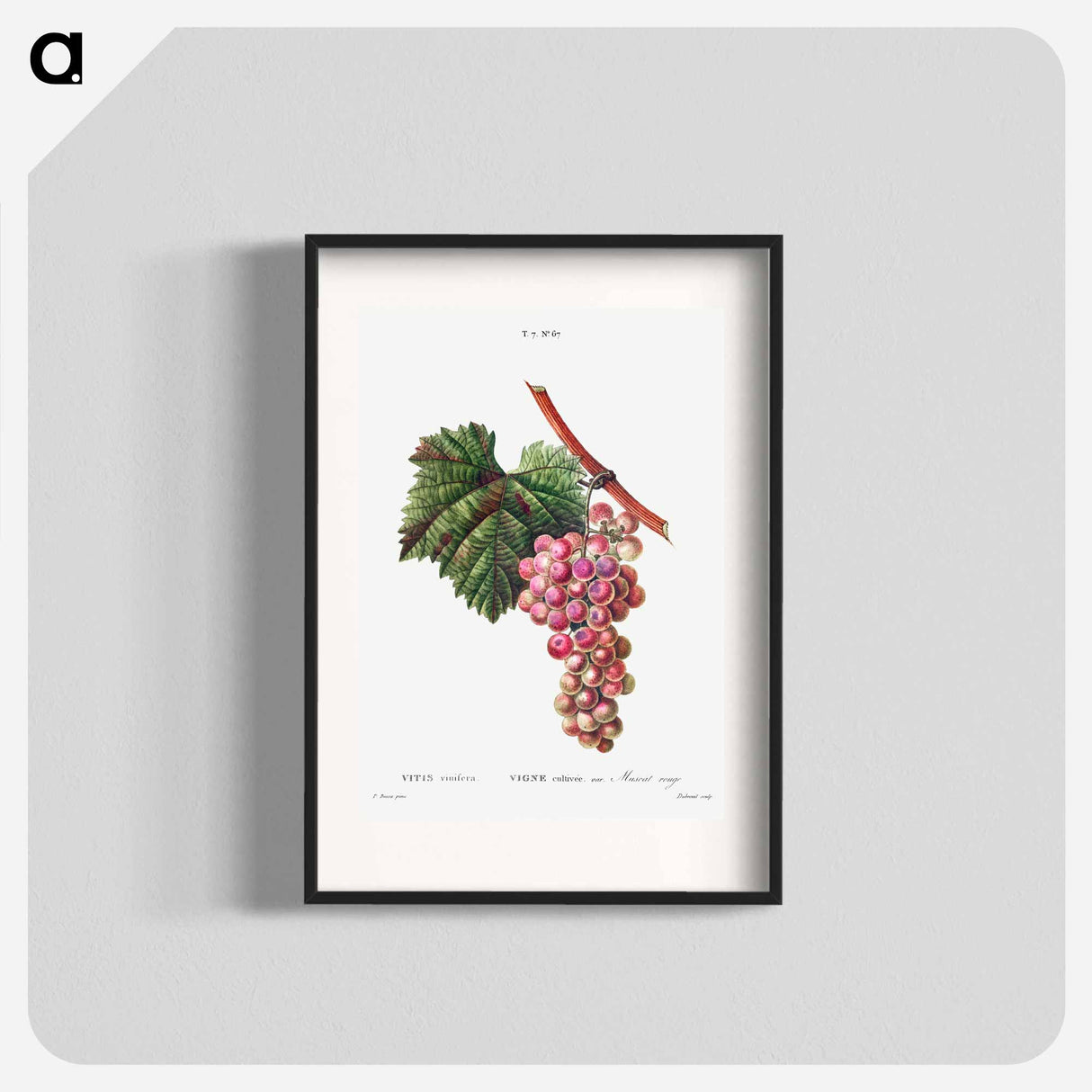 Vitis vinifera (Muscat rouge) - Pierre-Joseph Redouté Poster.
