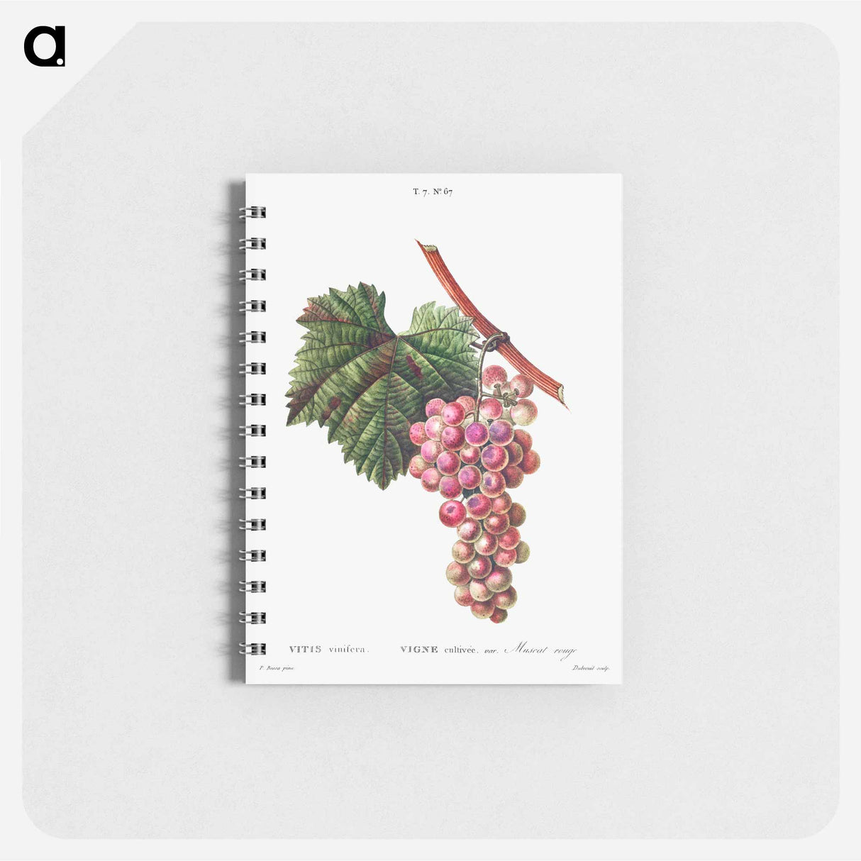 アートメモ帳-Vitis vinifera (Muscat rouge) - ピエール ジョゼフ ルドゥーテ Memo.