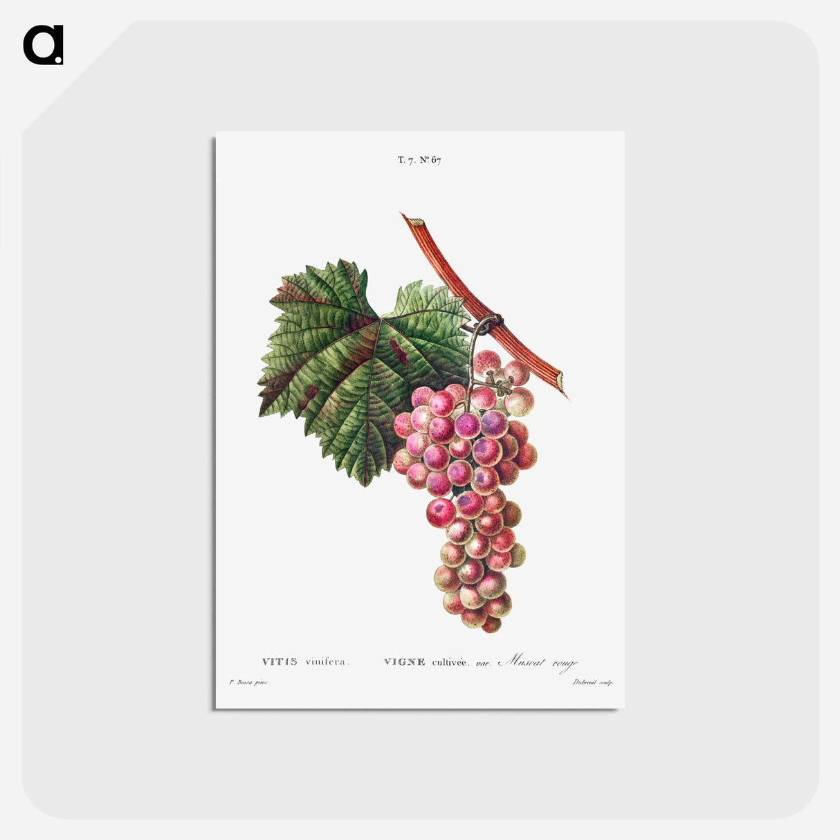 アートポストカード-Vitis vinifera (Muscat rouge) - ピエール ジョゼフ ルドゥーテ Postcard.