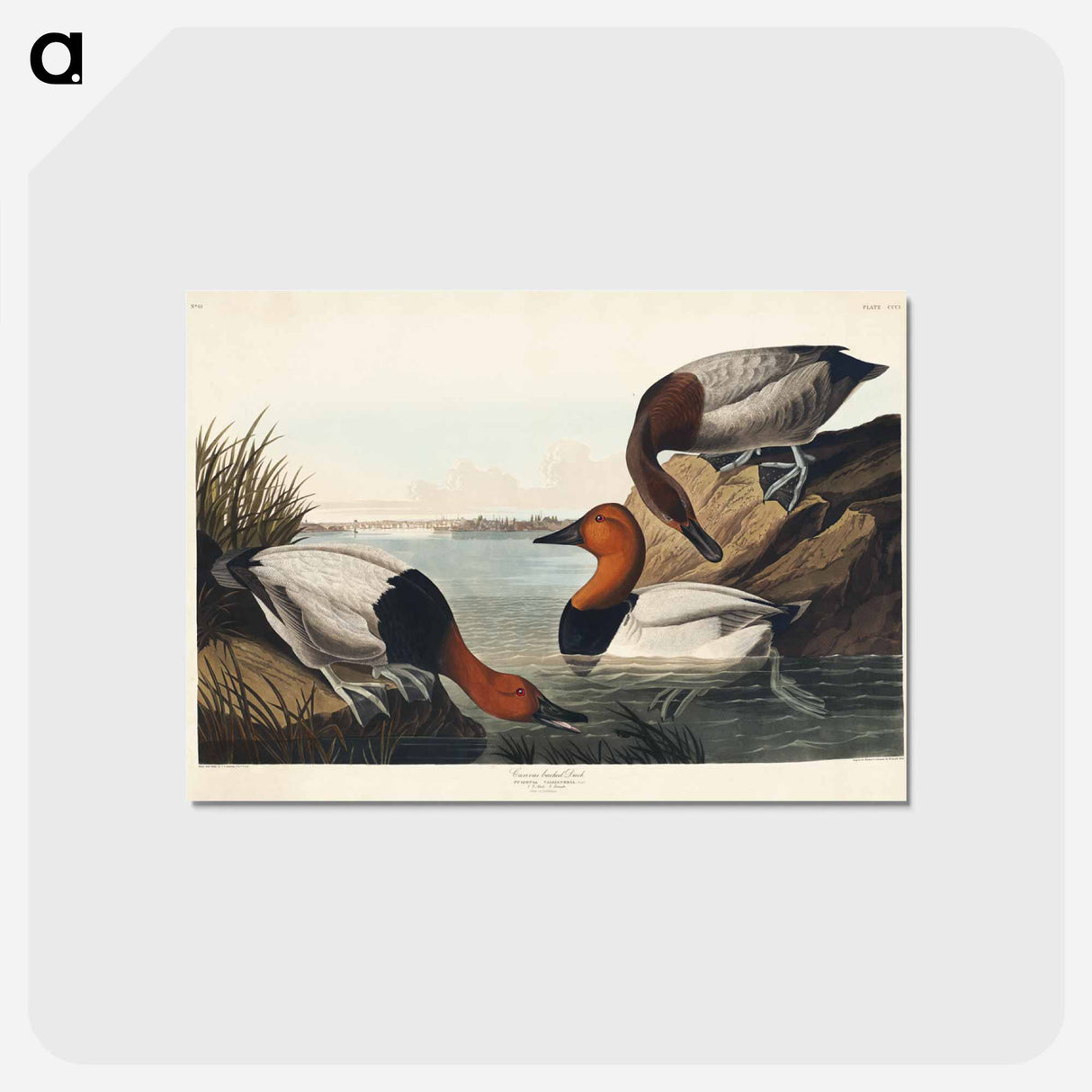 アートポストカード-Duck from Birds of America
- アメリカの鳥たち Postcard.