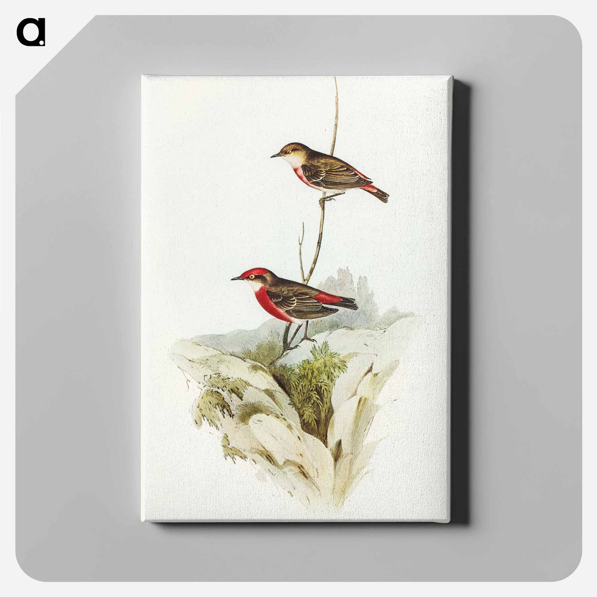 Tricoloured Chat
- オーストラリアの鳥 Canvas.