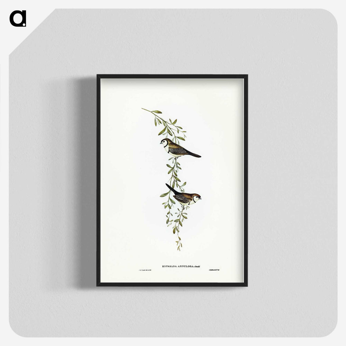 3-57_John-Gould_blk-crop