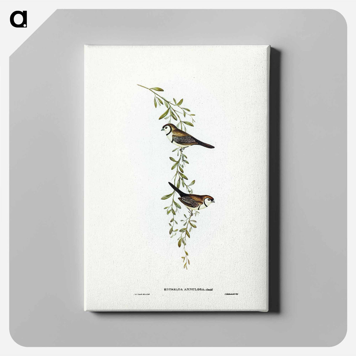アートパネル-Black-rumped Finch
- ジョン グールド Canvas.
