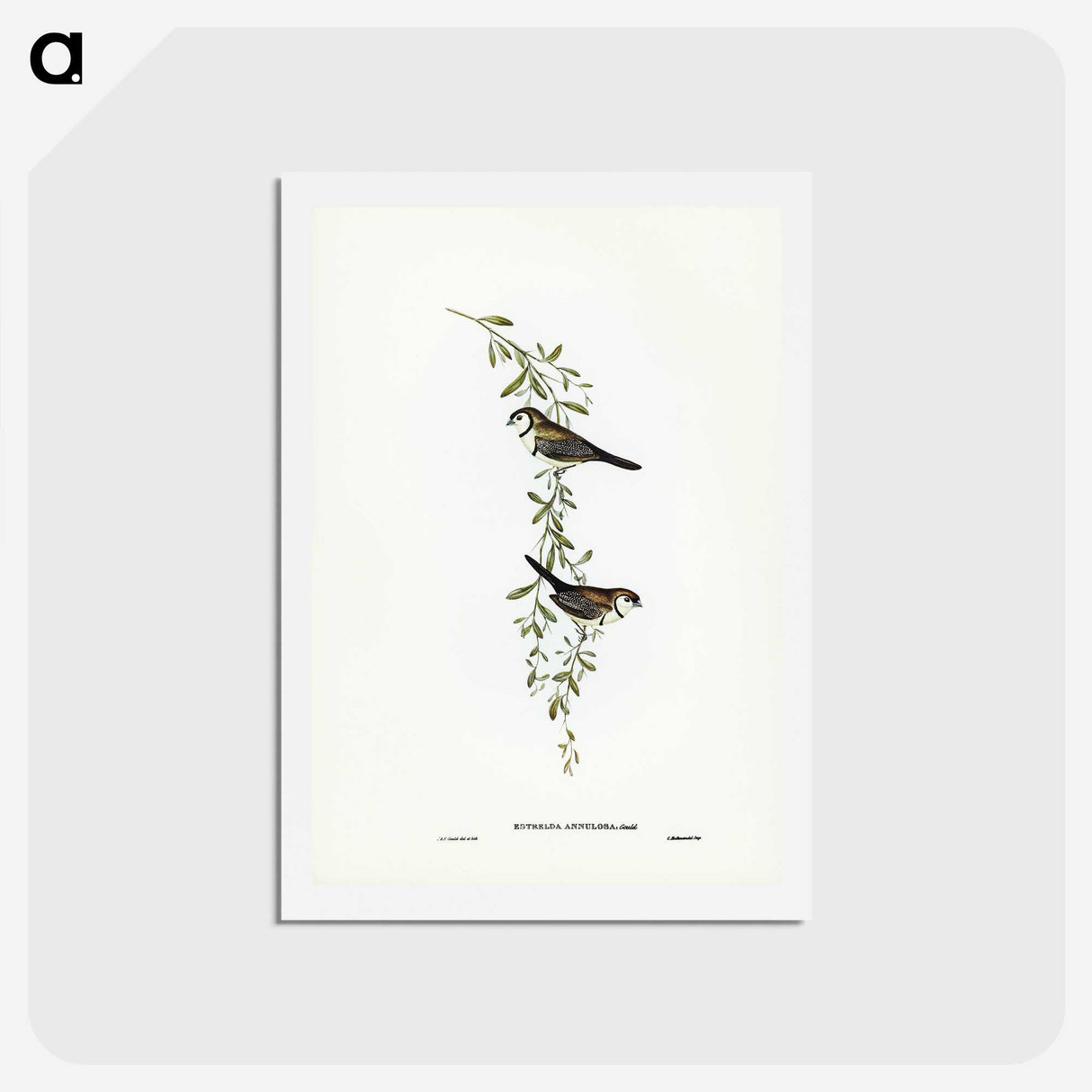 3-57_John-Gould_hagaki