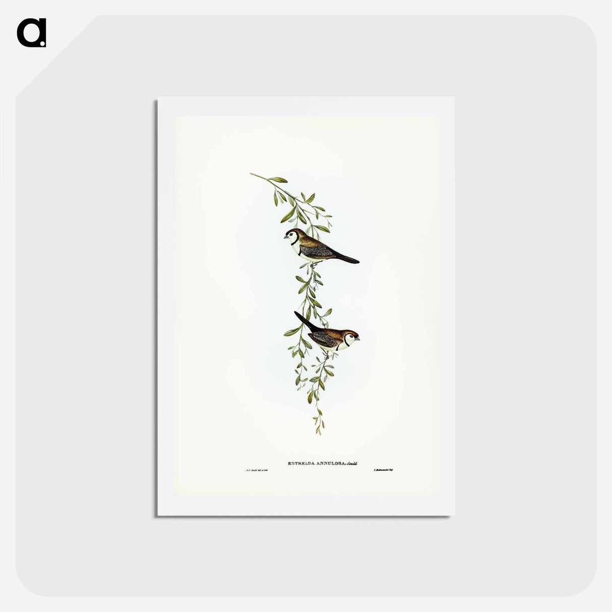 アートポストカード-Black-rumped Finch
- ジョン グールド Postcard.