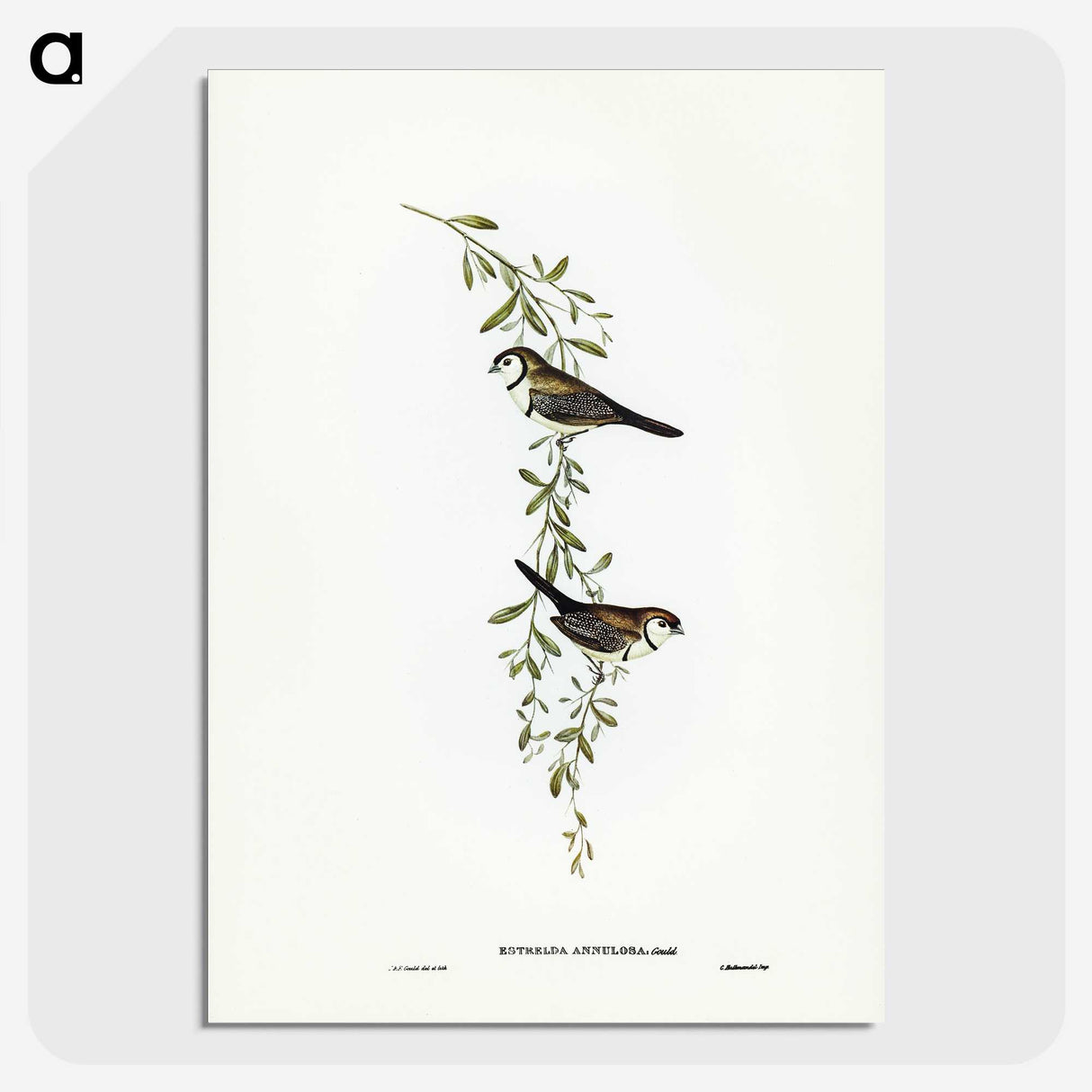 3-57_John-Gould_picture-crop