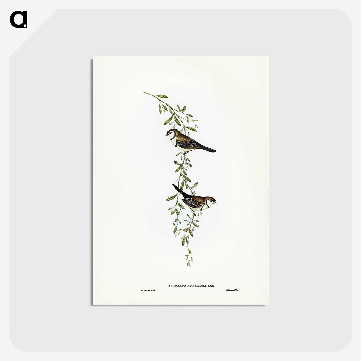 3-57_John-Gould_postcard