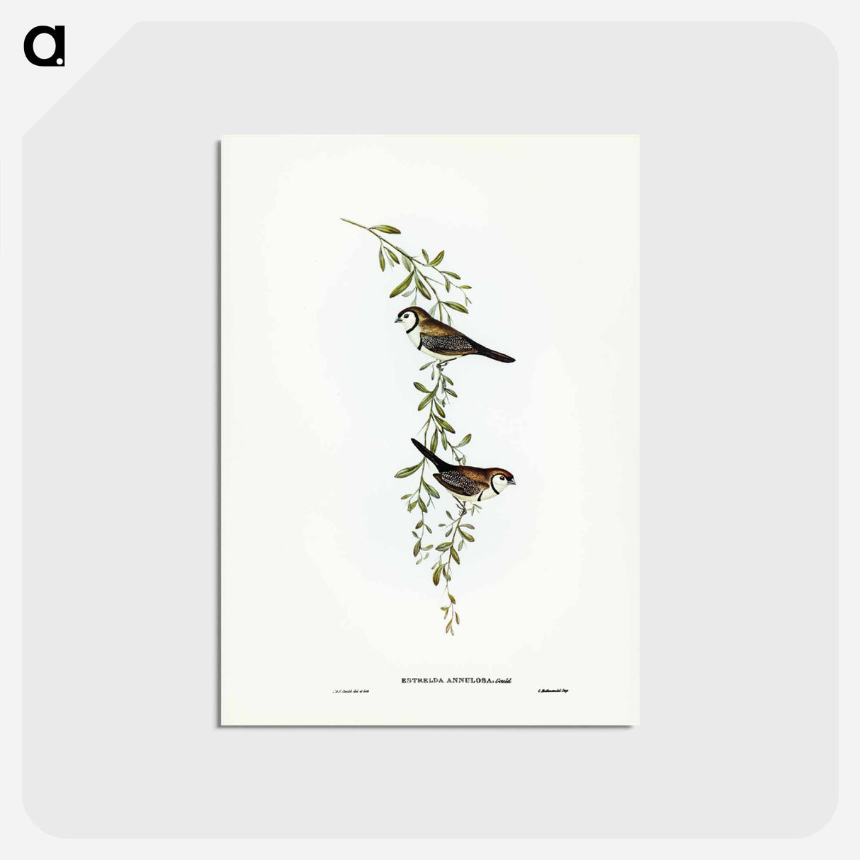 アートポストカード-Black-rumped Finch
- ジョン グールド Postcard.