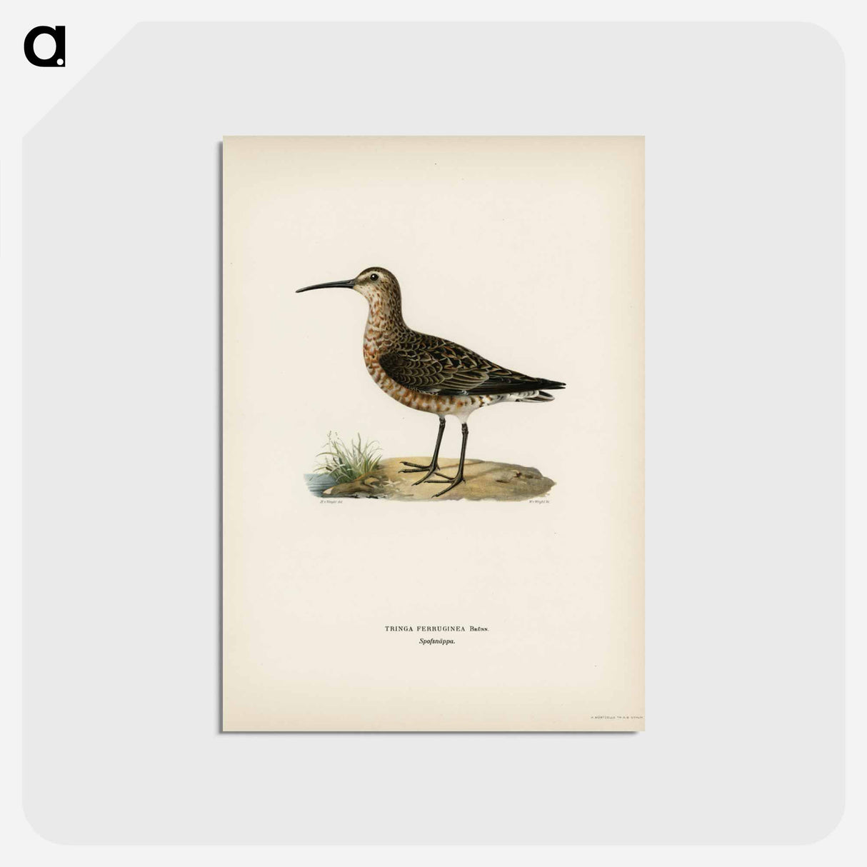 アートポストカード-Curlew Sandpiper
- スヴェンスカ フォグラル Postcard.