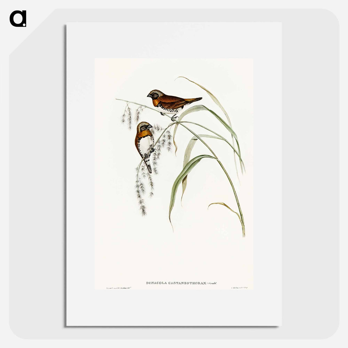 アートポスター-Chestnut-breasted Finch
- オーストラリアの鳥 Poster.
