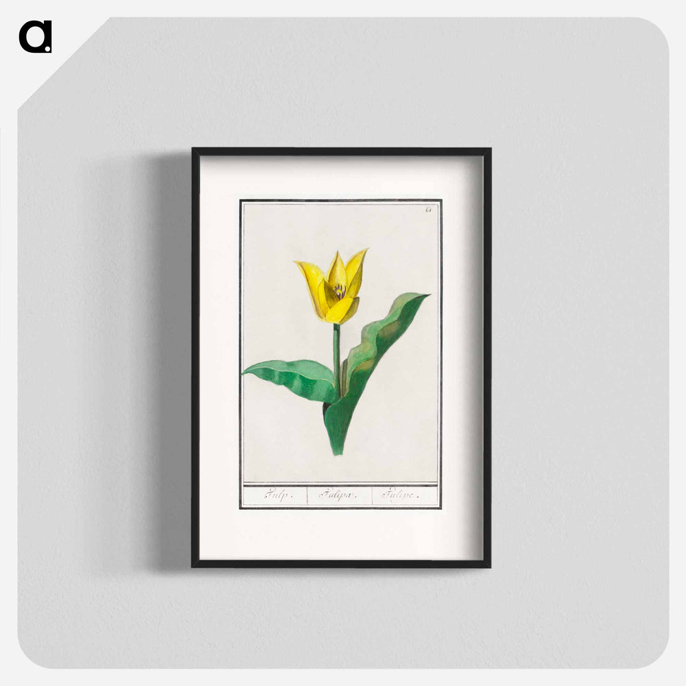 Tulip - アンセルムス ボエティウス デ ブート Poster.