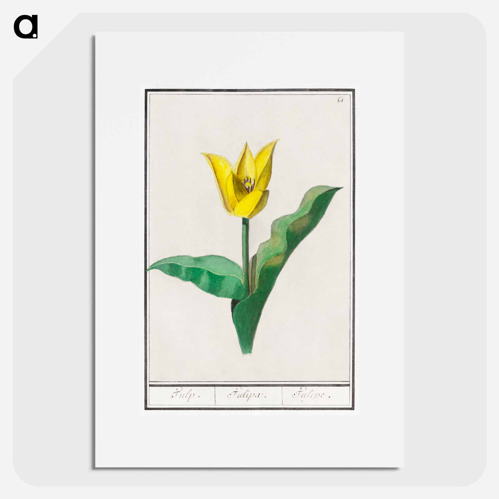 Tulip - アンセルムス ボエティウス デ ブート Poster.