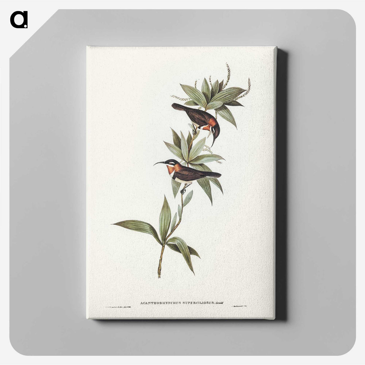 3-58_John-Gould_canvas