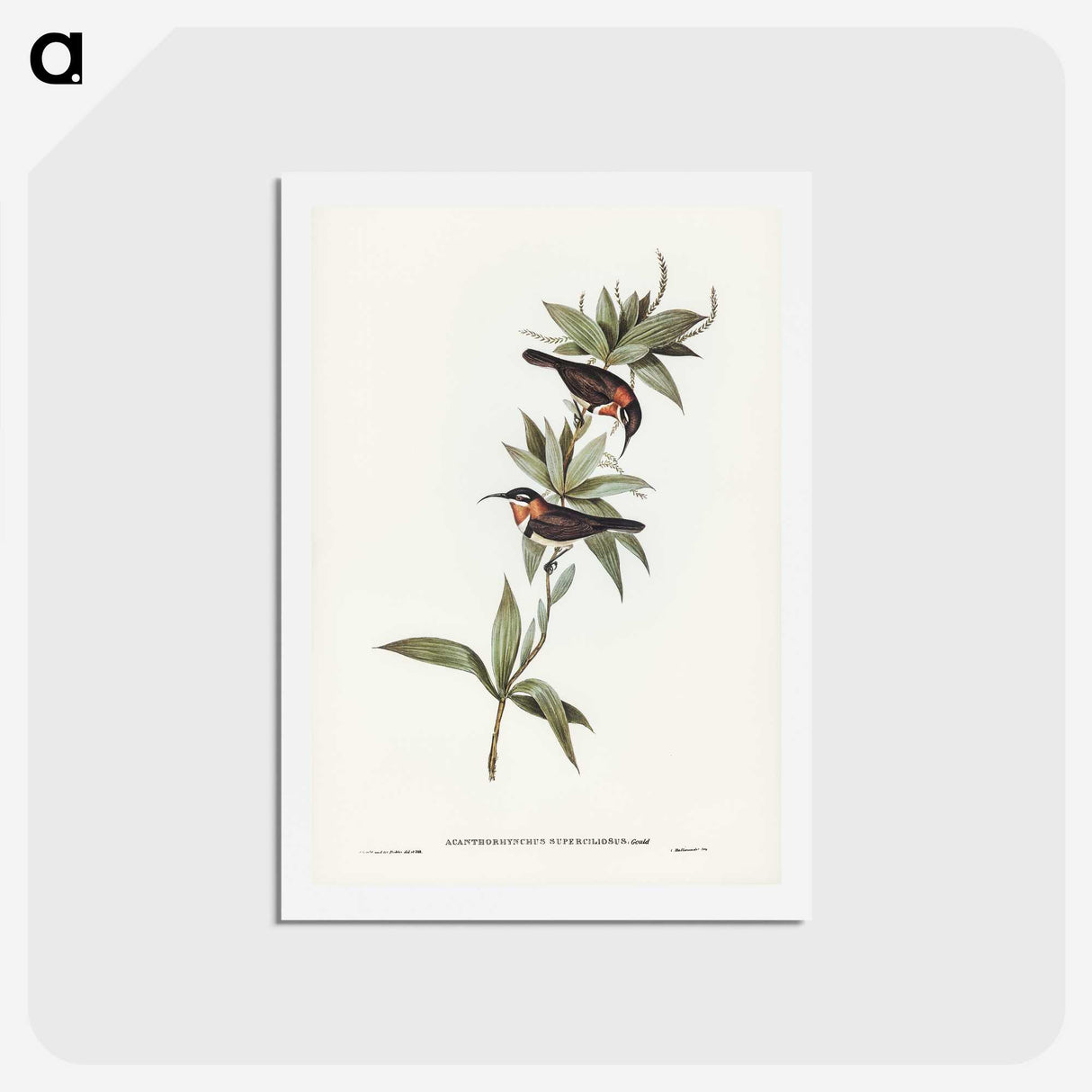 3-58_John-Gould_hagaki