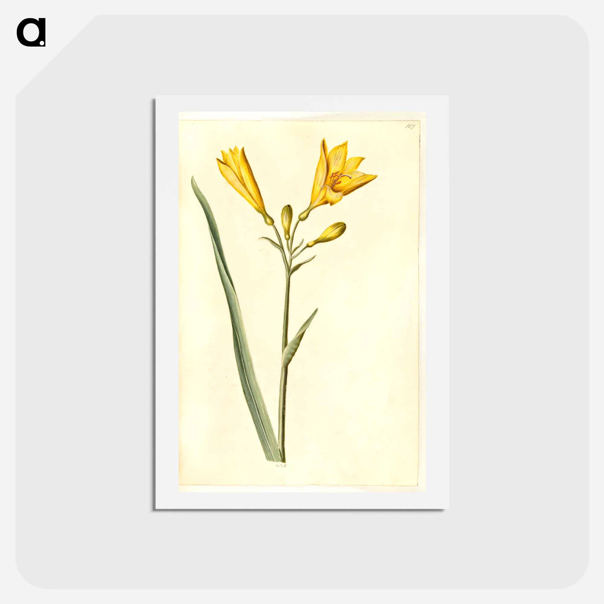 アートポストカード-Hemerocallis lilioasphodelus
- マリア ジビーラ メーリアン Postcard.