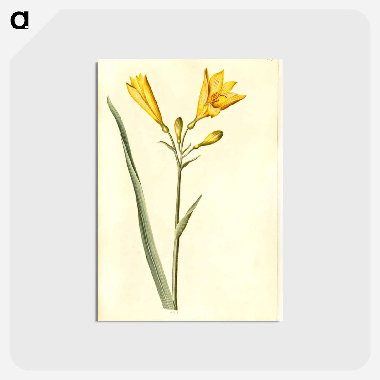 アートポストカード-Hemerocallis lilioasphodelus
- マリア ジビーラ メーリアン Postcard.