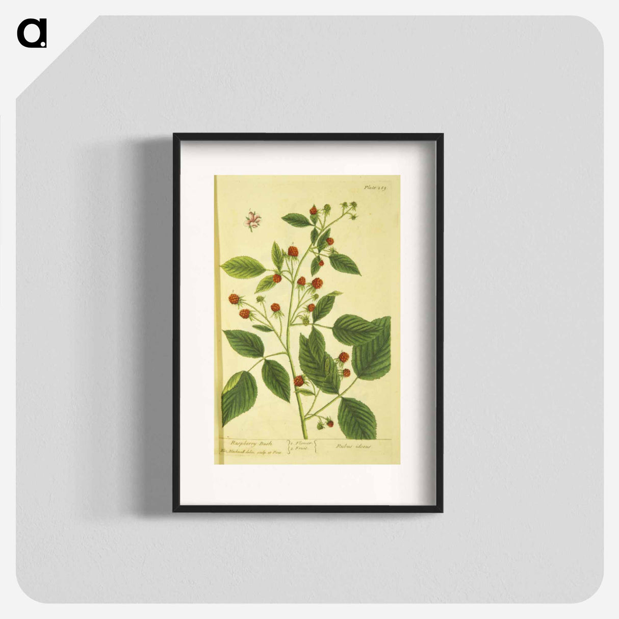 アートポスター-Rubus Ideous
- 国立医学図書館 Poster.
