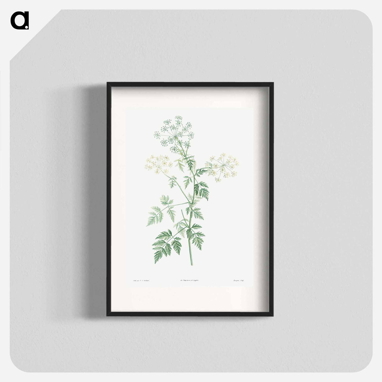 Hemlock - Pierre Joseph Redouté Poster.