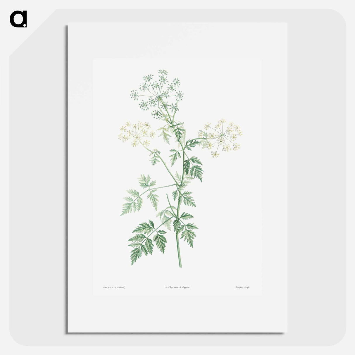 Hemlock - Pierre Joseph Redouté Poster.