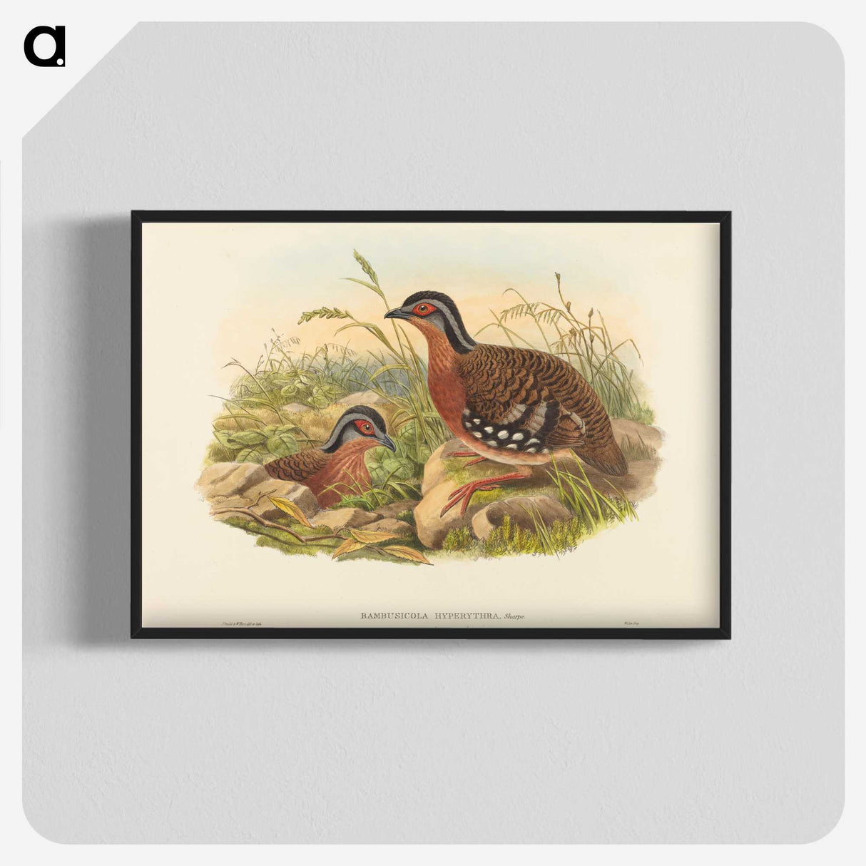 3-59_John-Gould_blk-crop